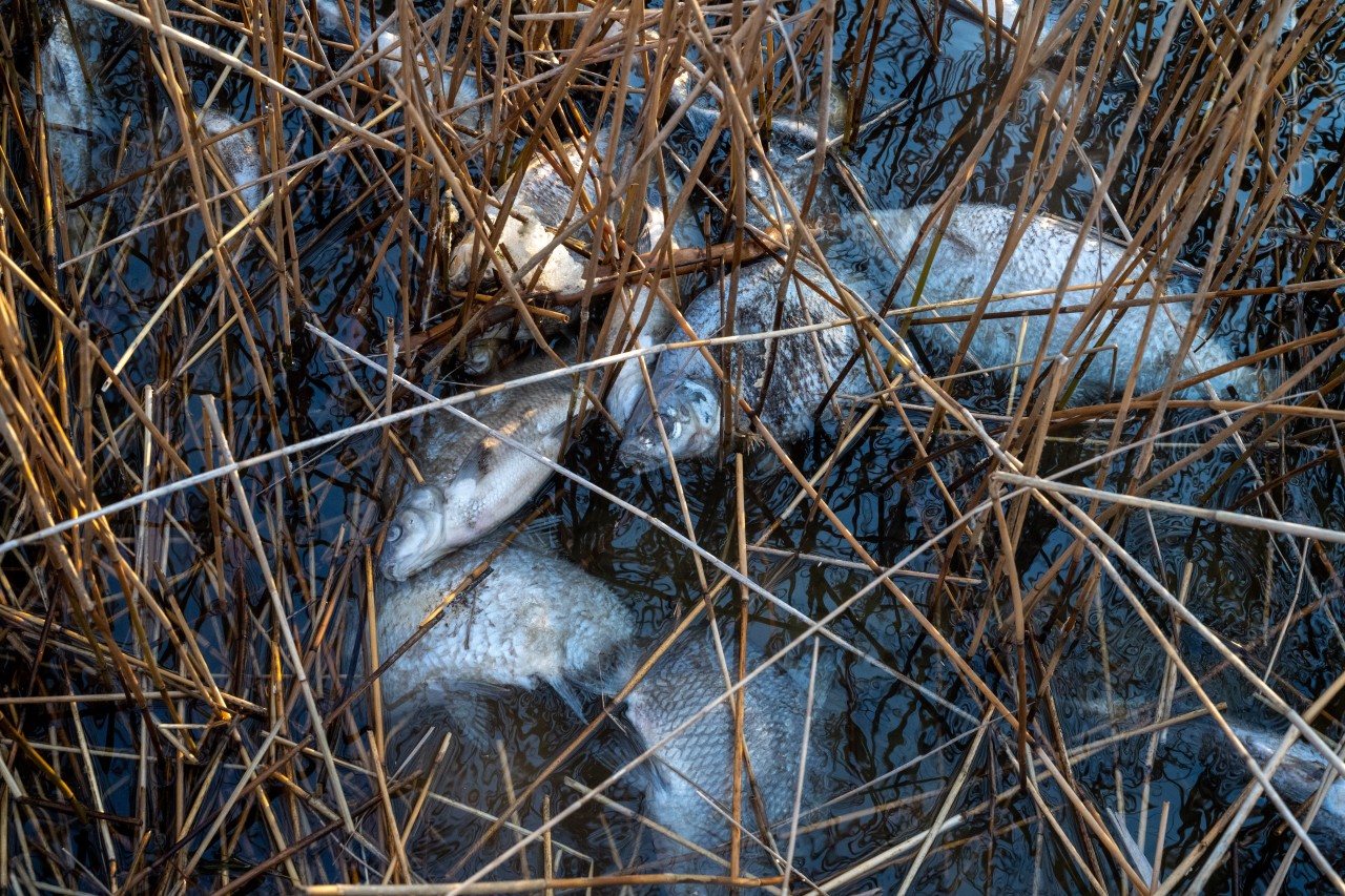 Toten Fische aus dem Kleinen Jasmunder Bodden auf der Insel Rügen liegen am Ufer.