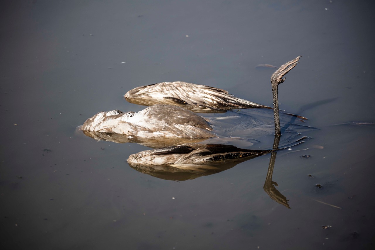 Ostsee: Das Veterinäramt warnt eindringlich davor, kranke oder tote Vögel anzufassen. (Symbolbild)