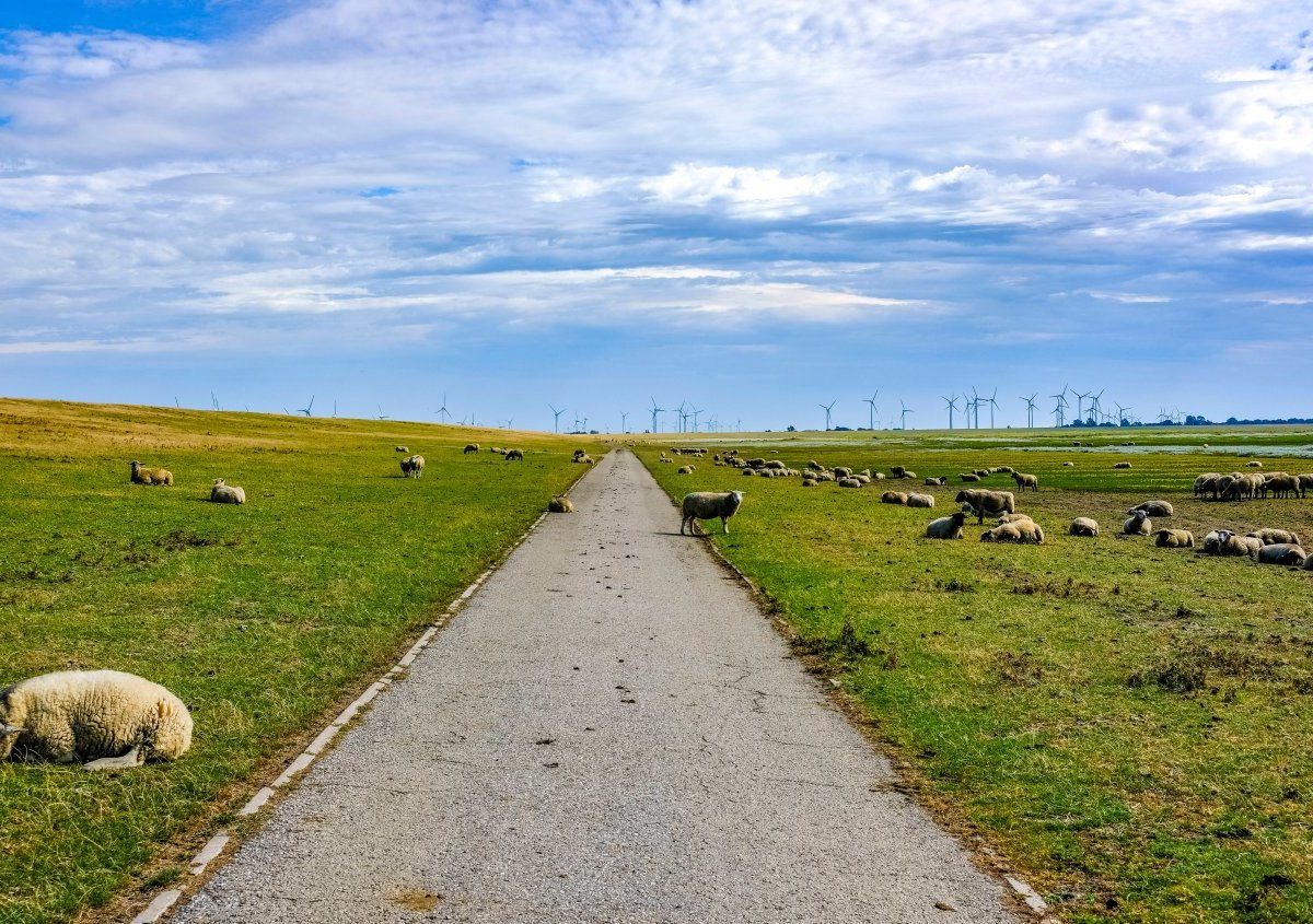 Amrum Nordsee Schäferin Nine Jochimsen Schafe Insel Facebook Wut Tiere