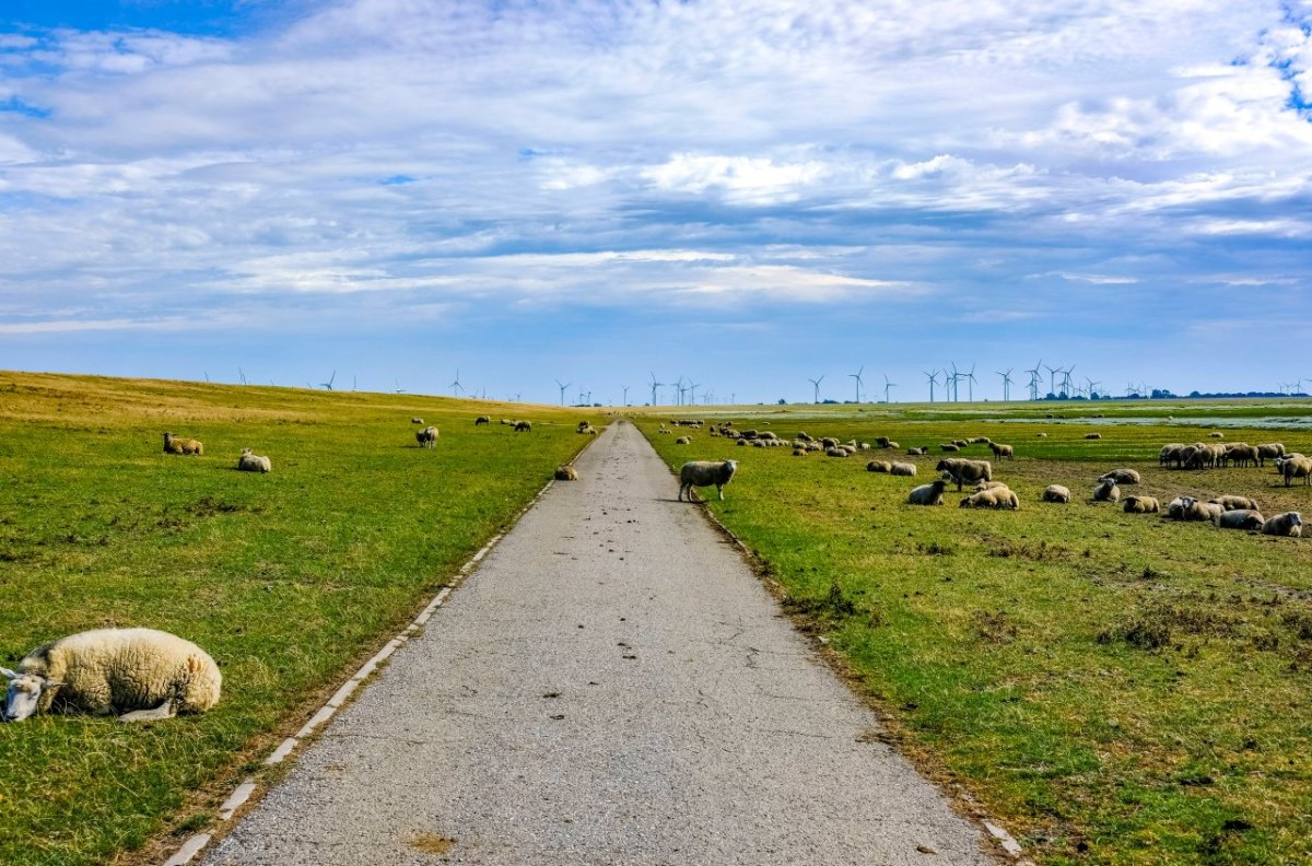 Amrum Nordsee Schäferin Nine Jochimsen Schafe Insel Facebook Wut Tiere