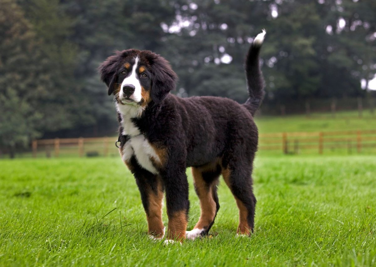 Berner Sennenhund.jpg