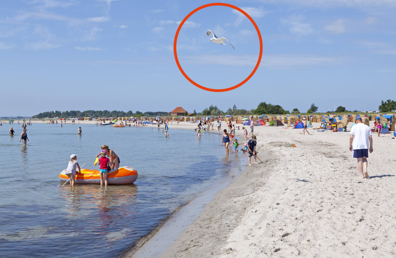 Eine Entdeckung auf Fehmarn hat Folgen für die ganze Region.