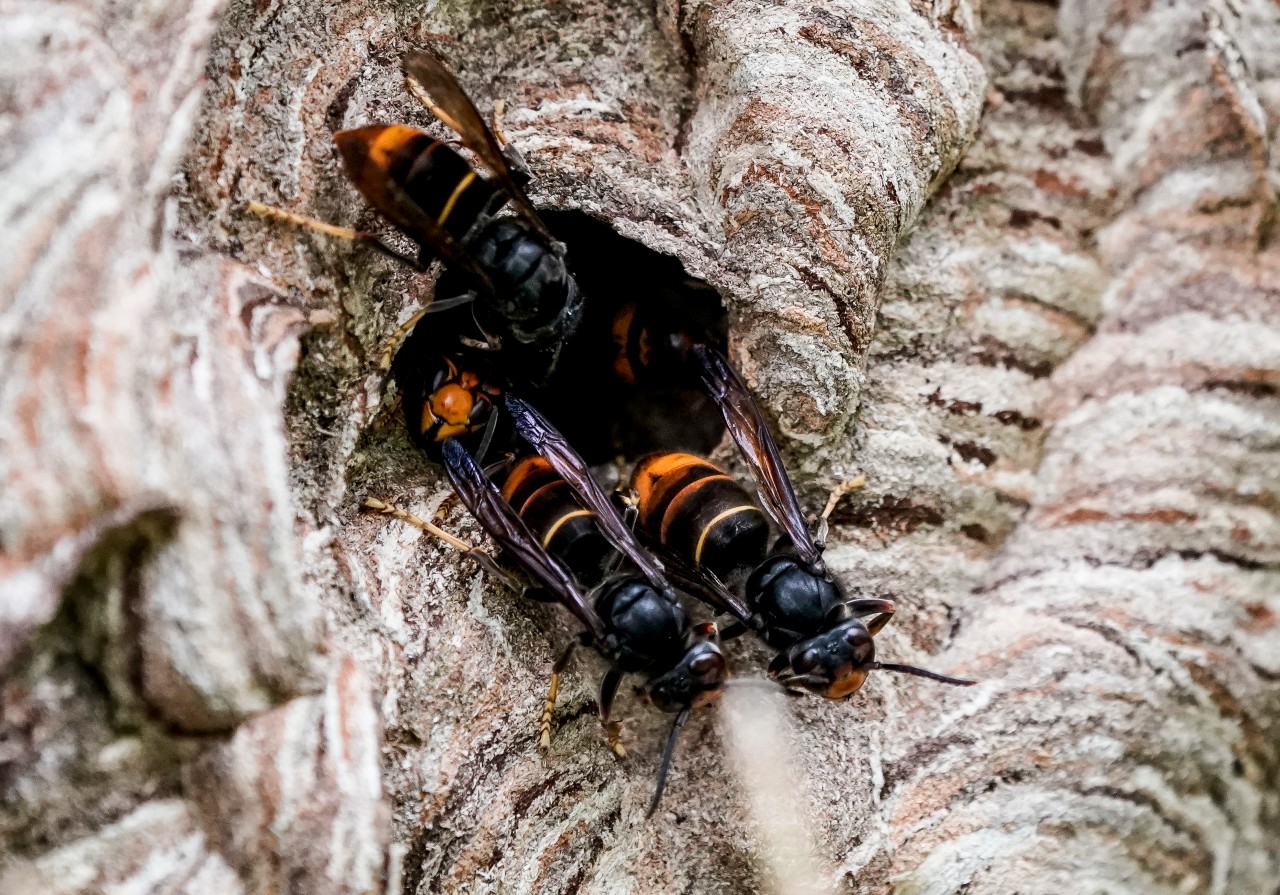 Hamburg: Asiatische Hornissen (Vespa Velutina Nigrithorax) sammeln sich an einem Ausgang ihres Nestes.