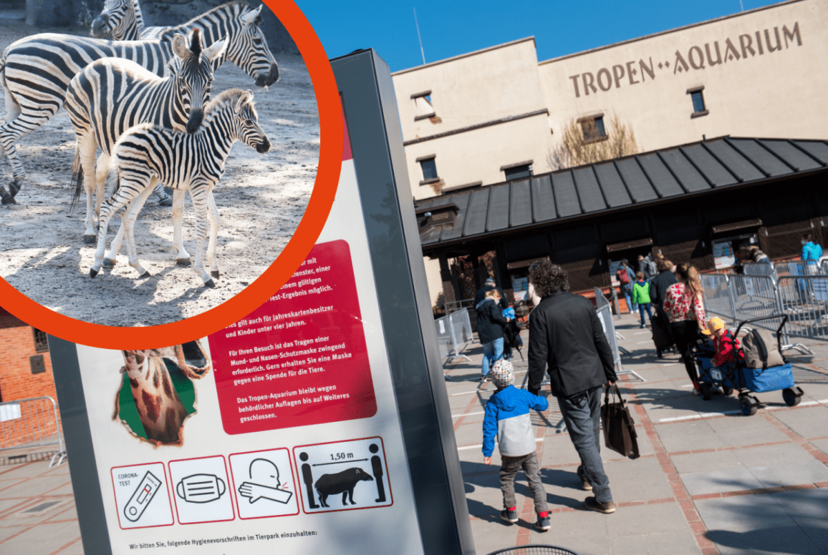 Hamburg Hagenbeck Zebras Nachwuchs.png