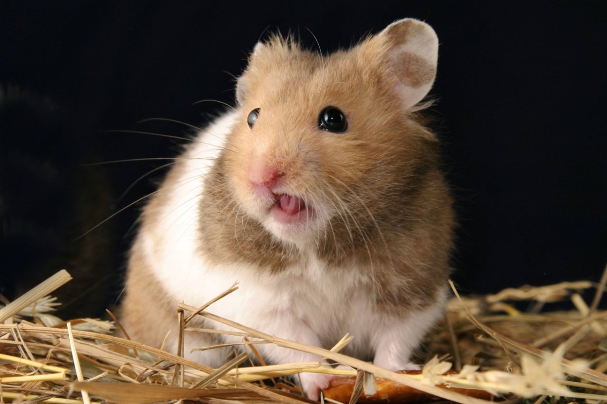 Hamburg-Hamster.jpg