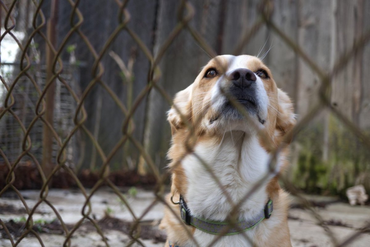 Hamburg Haustier Katze Hund Tierheim Corona Urlaub HTV Lockdown