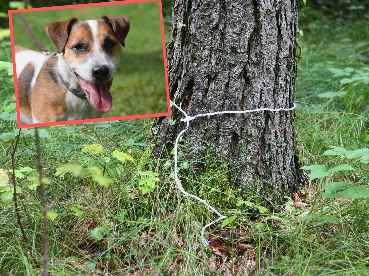 Hamburg Hund Baum Ausgesetzt.jpg