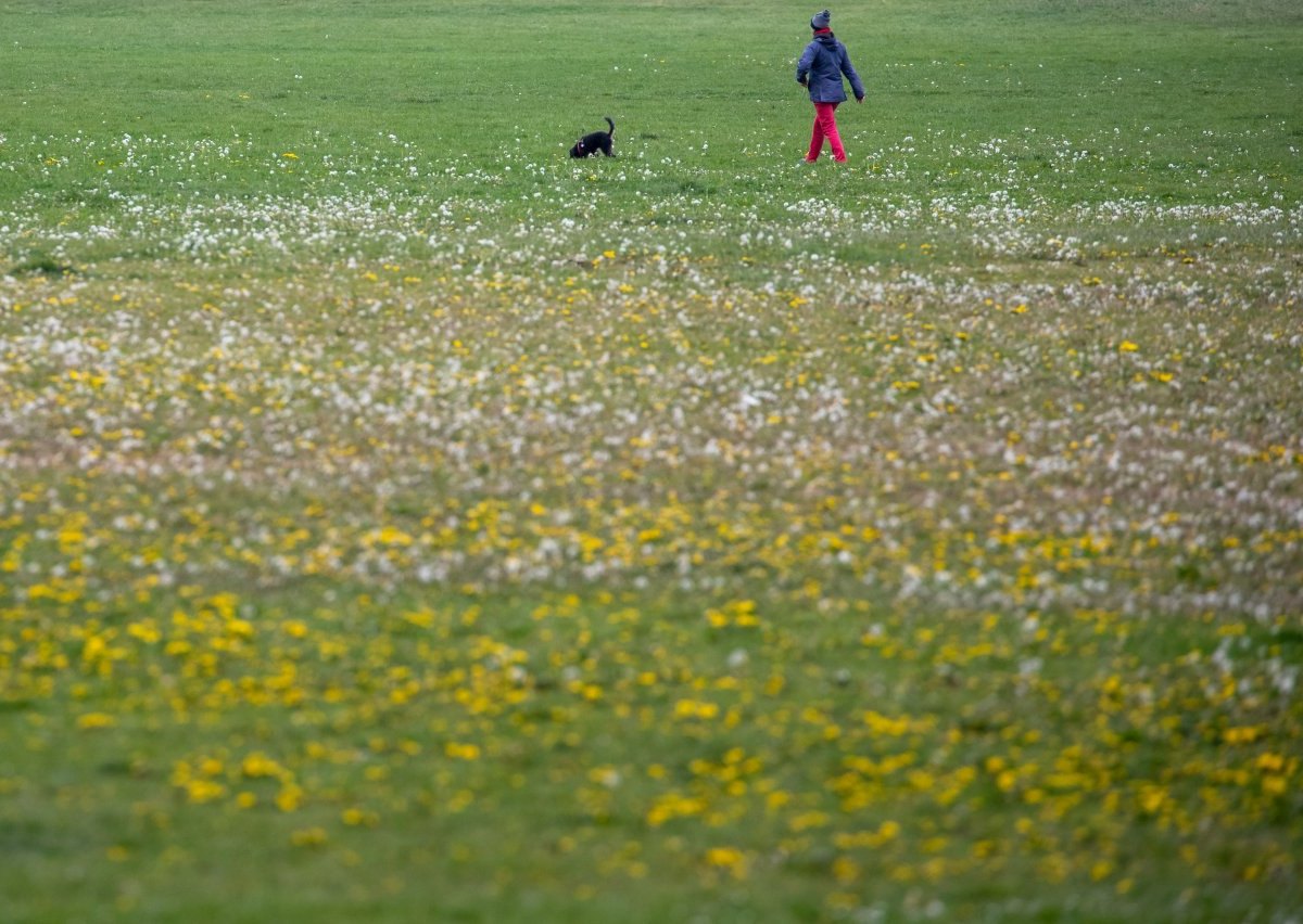 Hamburg Hund Langenhorn Giftköder Warnung.jpg