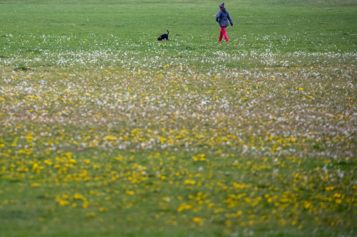 Hamburg Hund Langenhorn Giftköder Warnung.jpg