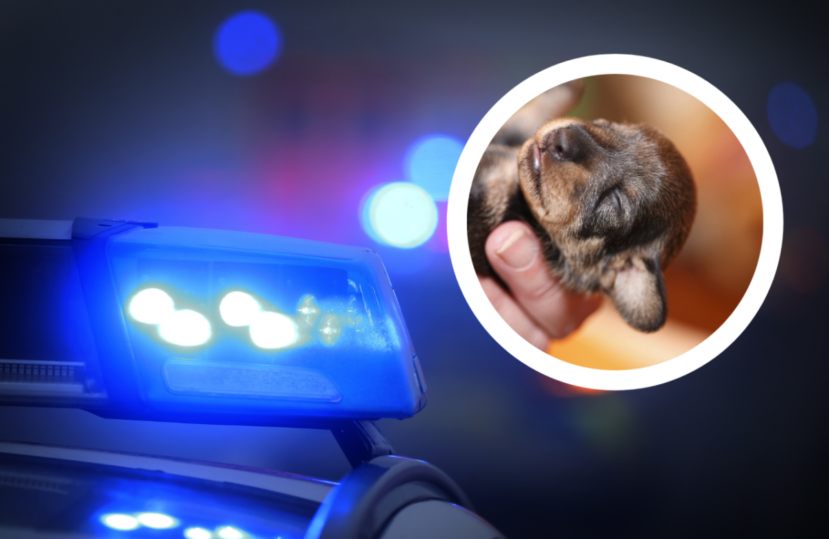 Hamburg Hundewelpen Polizei Tierheim.png