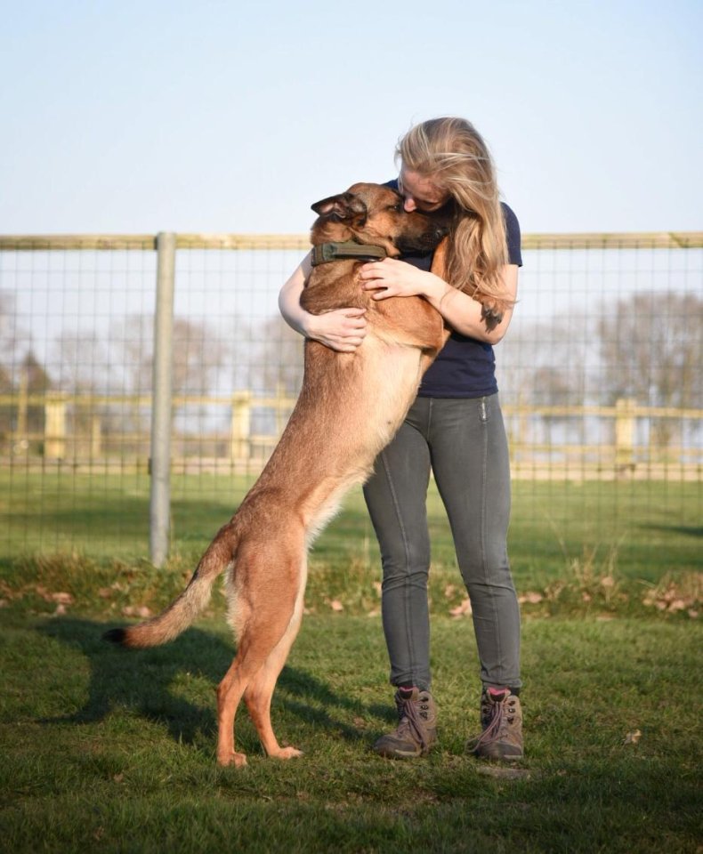 Hamburg Malinois Diensthund Schäferhund Instagram