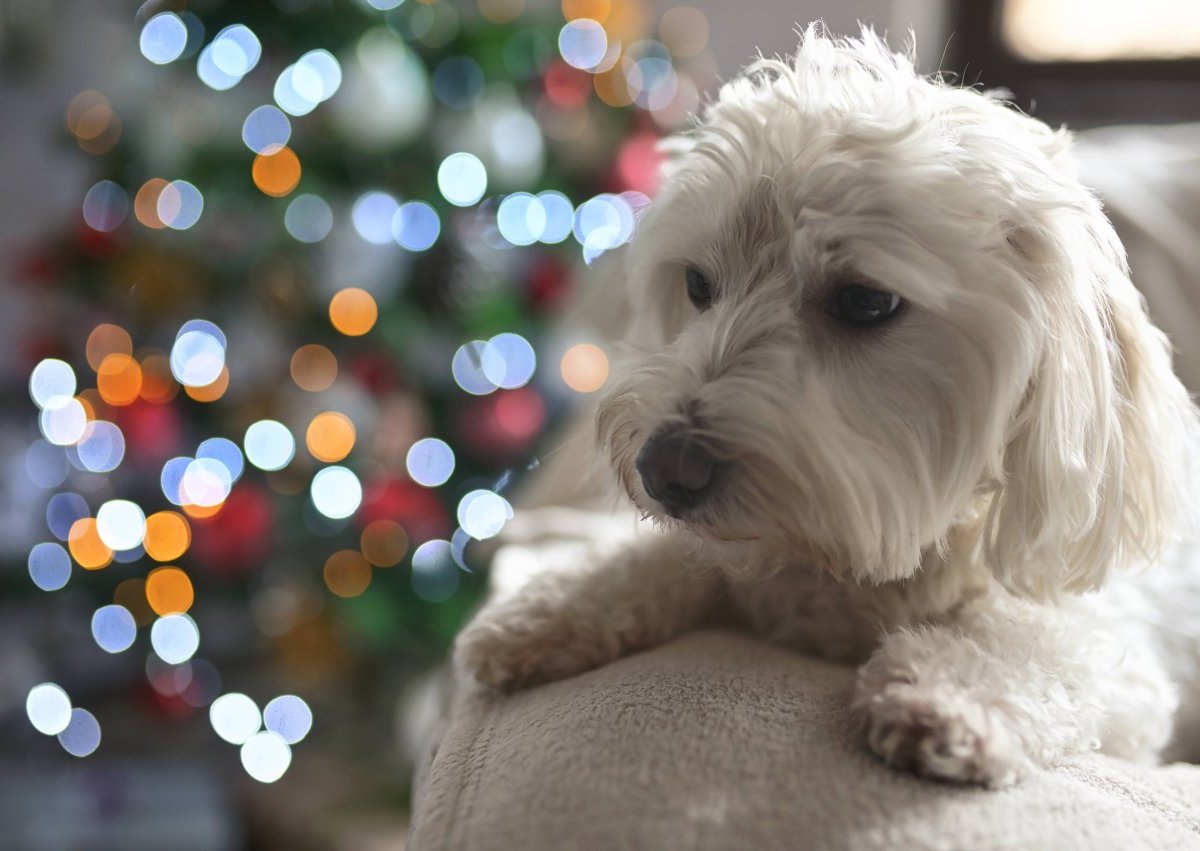 Hamburg Tierheim Tierschutzverein Süderstraße Weihnachten Corona Hunde Welpen Vermittlungsstopp