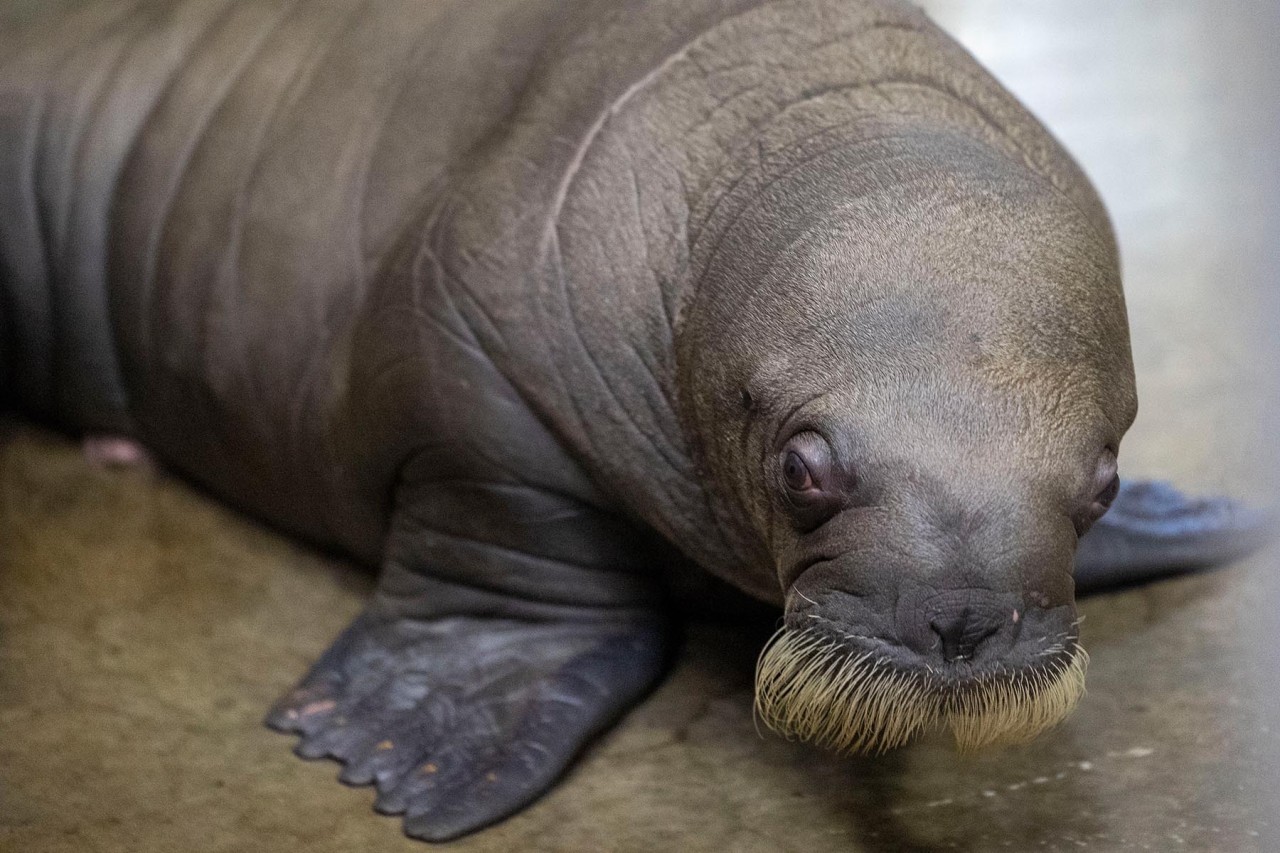 Papa aus dem Hagenbeck Tierpark in Hamburg freut sich über Walrossbullennachwuchs (Symbolbild). 