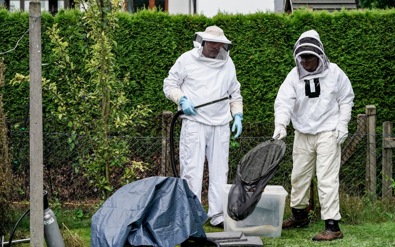 Biologen entfernen ein Nest der Asiatischen Hornisse (Vespa Velutina Nigrithorax) in Hamburg-Farmsen.