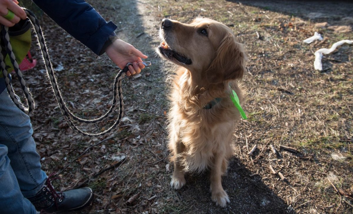 Hund Hamburg.jpg