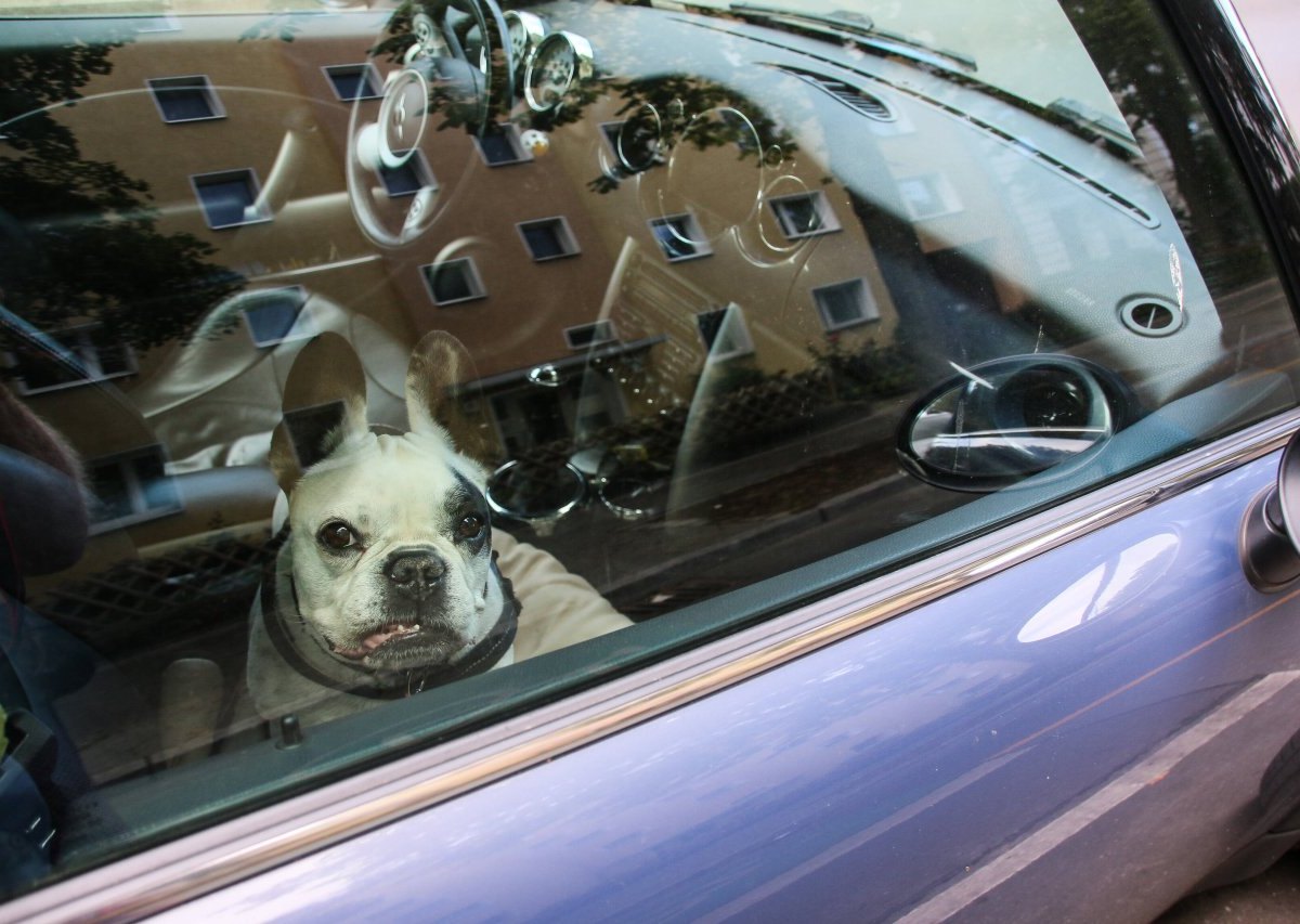 Hund Hamburg Auto.jpg