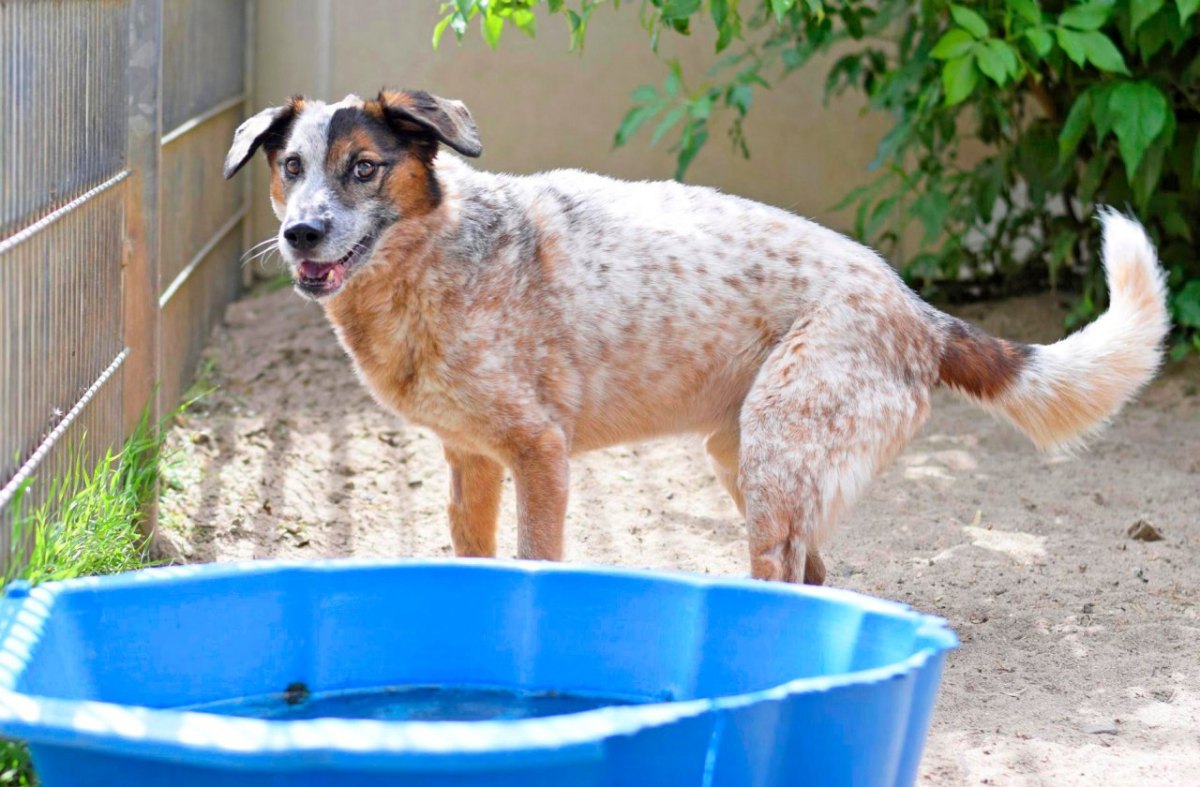 Hund Hamburg Tierschutzverein Tierheim Tierquälerei