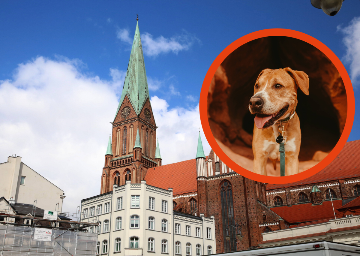 Hund Schwerin Dom.png