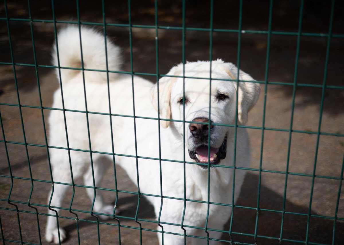 Hund in Hamburg Ebay Hamburger Tierschutzverein HTV Welpenhandel Polizei