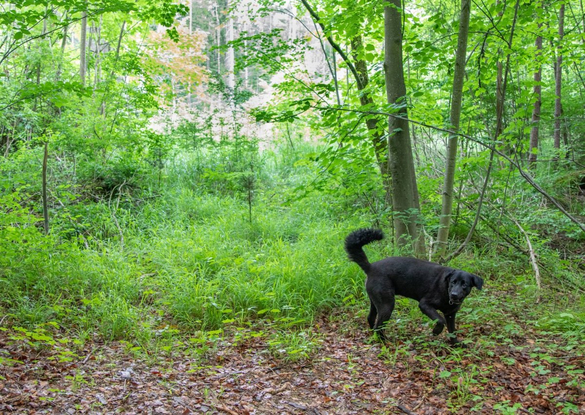 Hund in Hamburg Wilhelmsburg Bombe.jpg