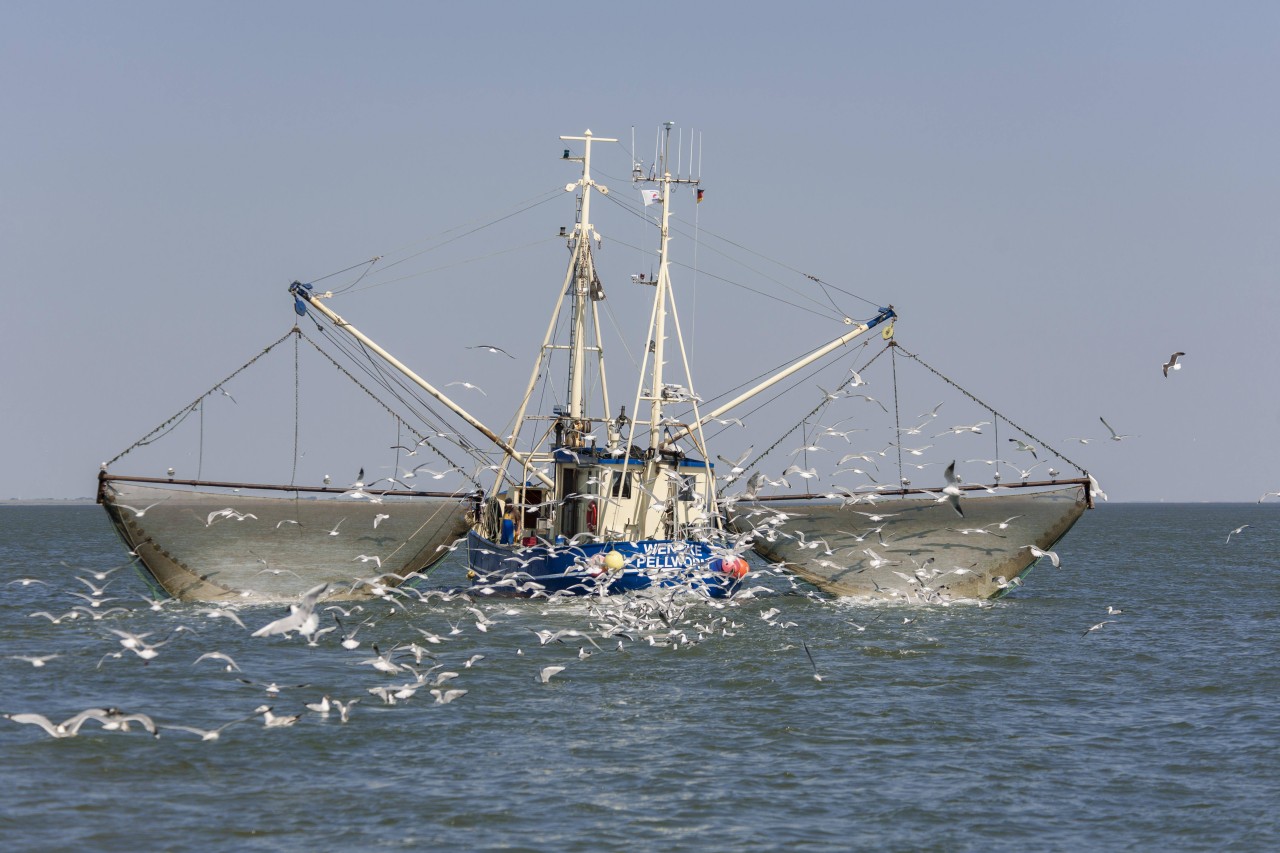 Nordsee: Sie bangen um ihre Existenz!