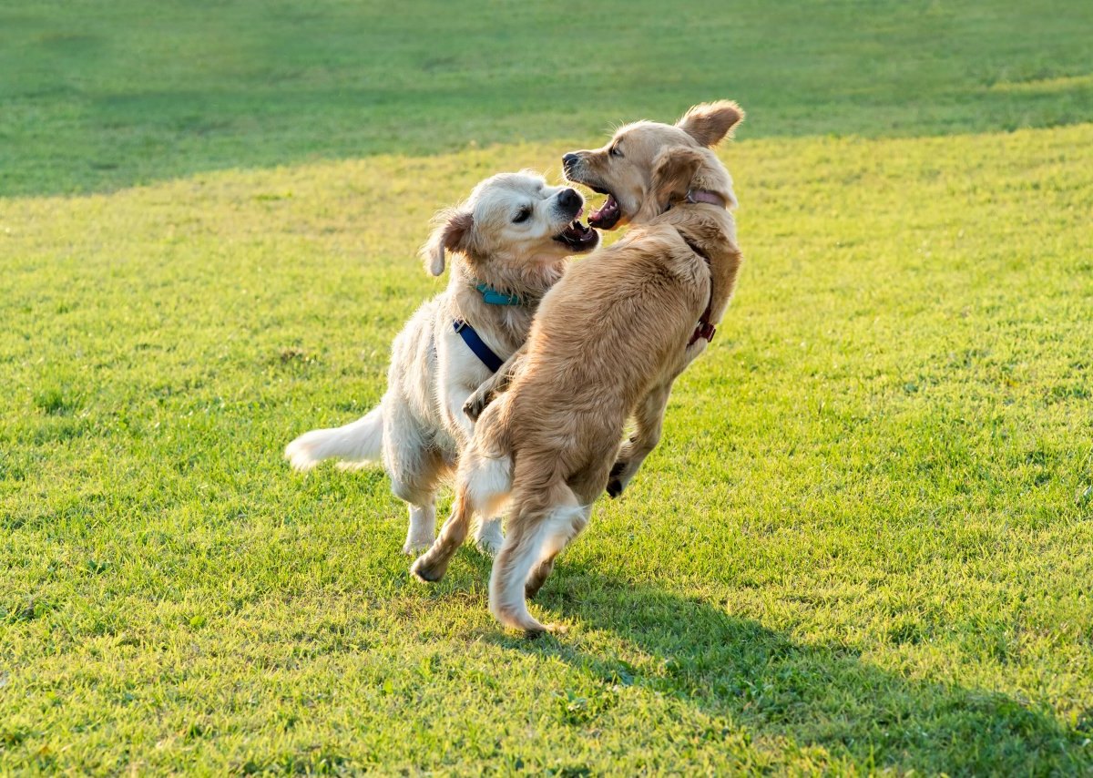 Lübeck Hunde.jpg