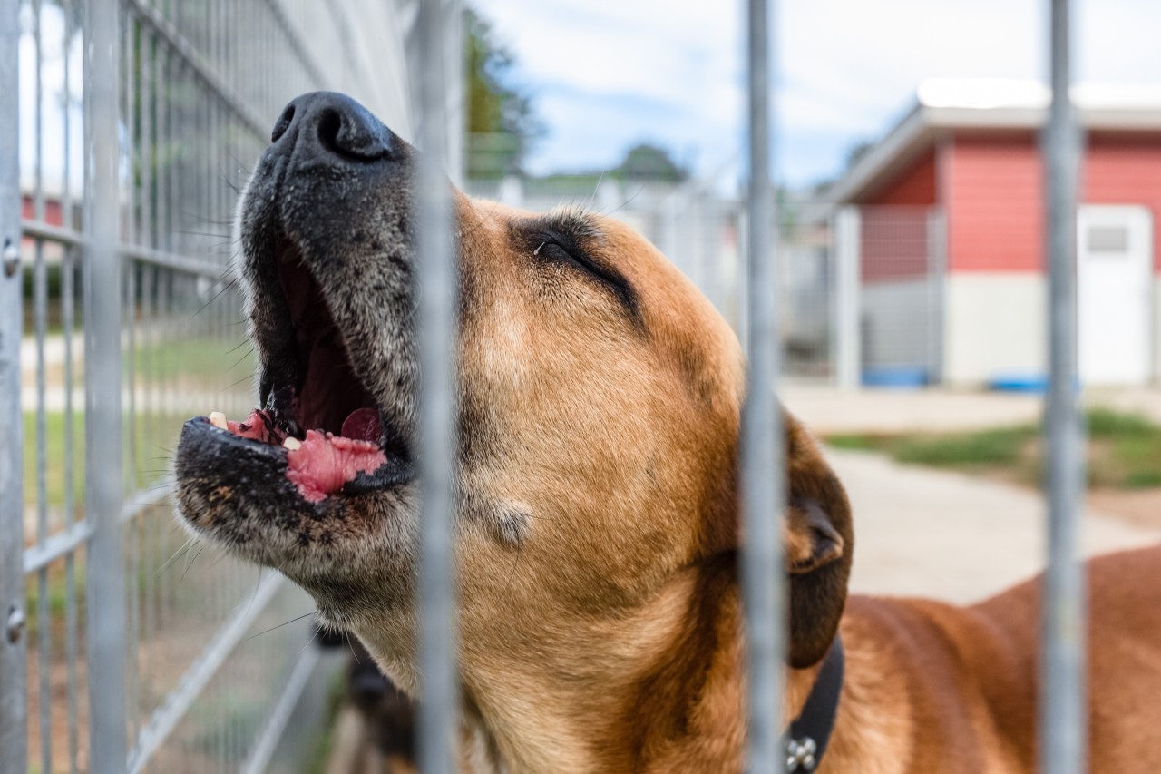 Ein Hund aus dem Tierheim in Lübeck soll ein neues Zuhause finden (Symbolbild). 