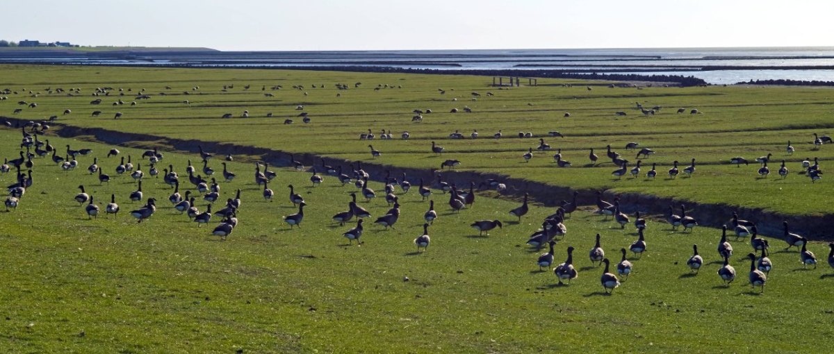 Meer Wattenmeer Ringelgans Schleswig-Holstein