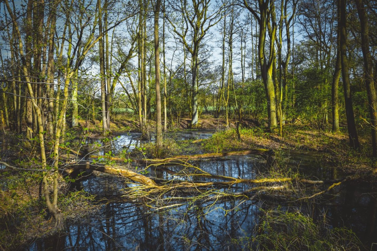 Moor Hamburg Bäume Sumpf.jpg