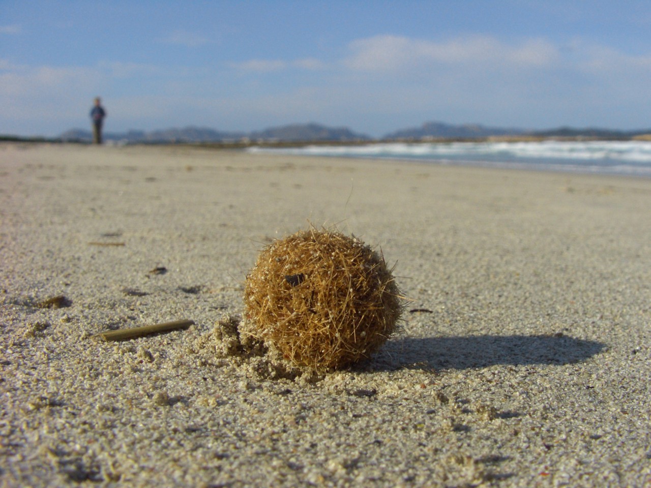 Eine Dame auf Norderney hat begonnen, die Neptunbälle am Strand einzusammeln, was einige Urlauber sehr verwundert. Doch sie hat einen Grund (Symbolbild)!