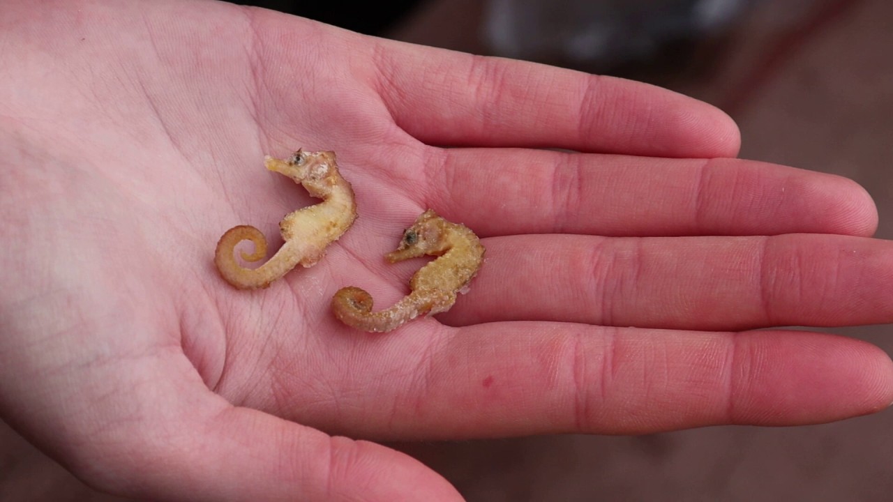 Zwei leblose Kurzschnäuzige Seepferdchen wurden am Nordsee-Strand entdeckt.  