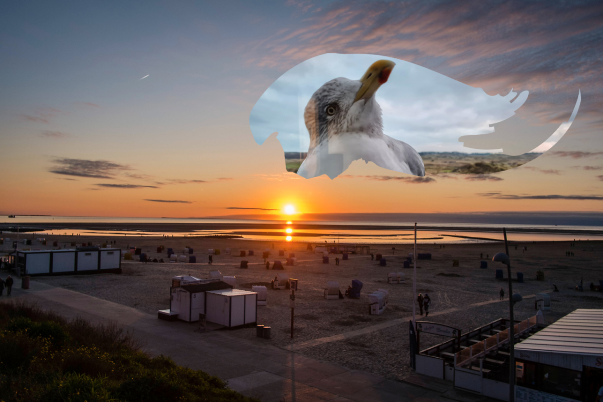 Nordsee Borkum Möwe Fenster Reha-Klinik.png