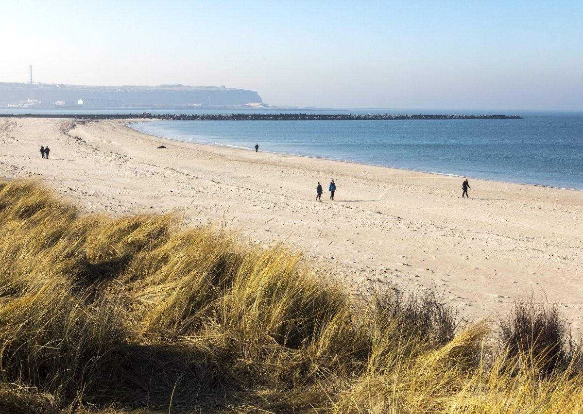 Nordsee Helgoland Nordstrand Kegelrobben.jpg