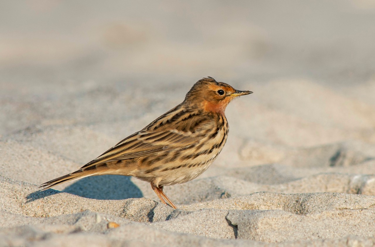 Ein Vogel hatte sich auf der Nordsee-Insel in einen Gully verirrt.