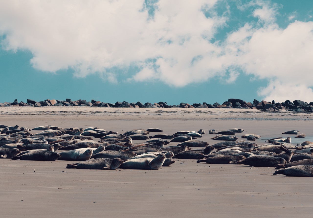 Seehunde am Strand der Nordsee-Insel Helogland.