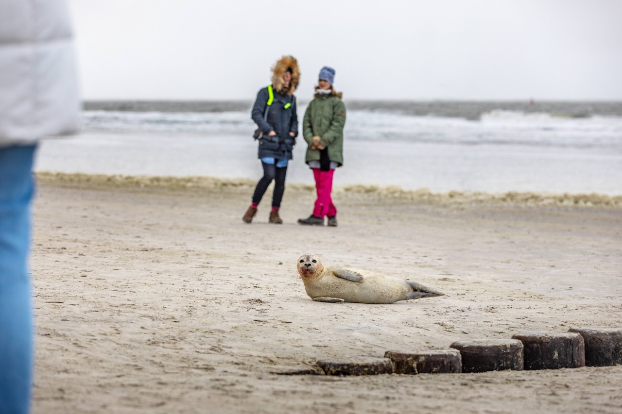 Wer an der Nordsee einen gestrandeten Seehund sichtet, sollte Abstand halten und Hilfe rufen.