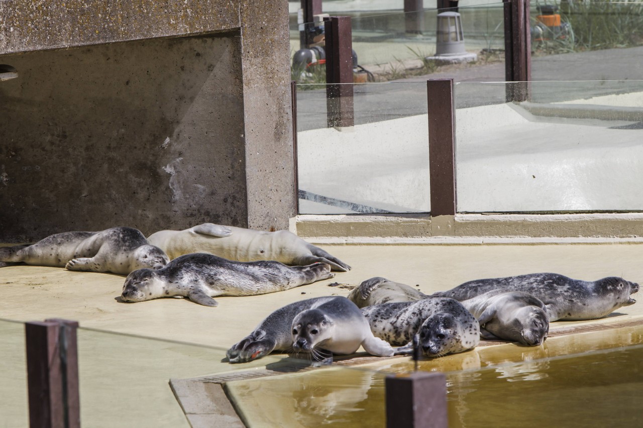 Die Aufzucht-Station für Seehunde in Friedrichskoog. Hierhin kommen nur die wenigsten, gestrandeten Tiere.