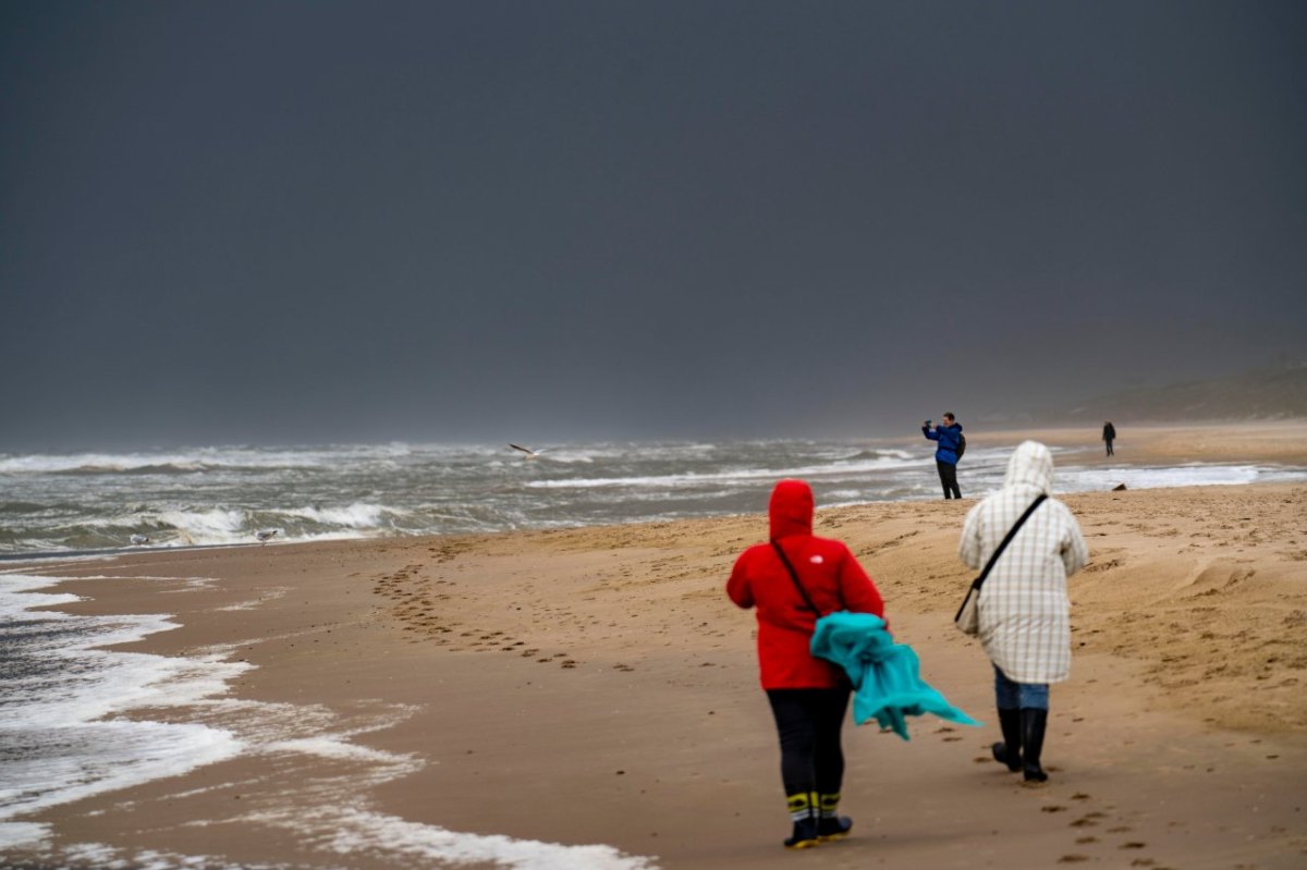 Nordsee Sylt Seehunde Ellenbogen Robben Wattenmeer Robbe