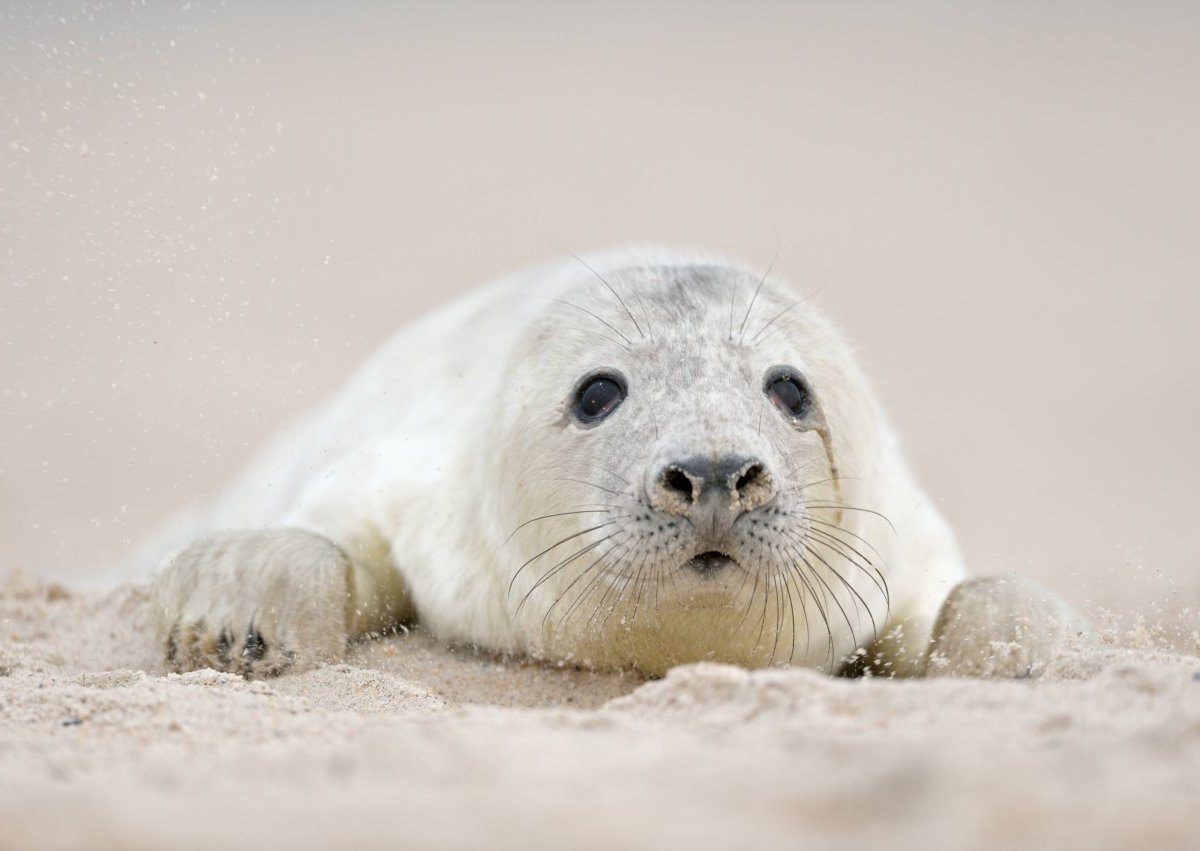 Nordsee Urlaub.jpg