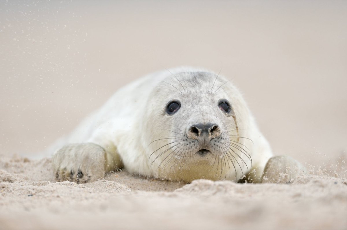 Nordsee Urlaub.jpg