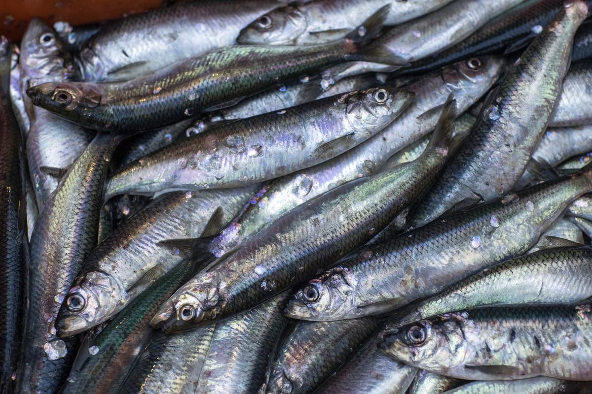  Fangfrische Heringe liegen an Bord eines Fischkutters, der auf der Ostsee auf Fangfahrt ist.