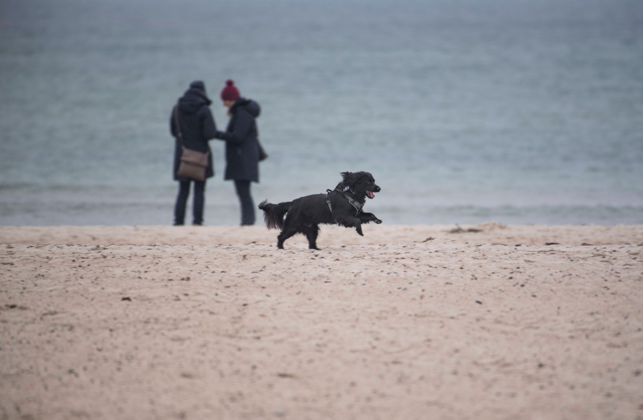 Ein Hund rennt am leeren Strand von Warnemünde an der Ostsee.