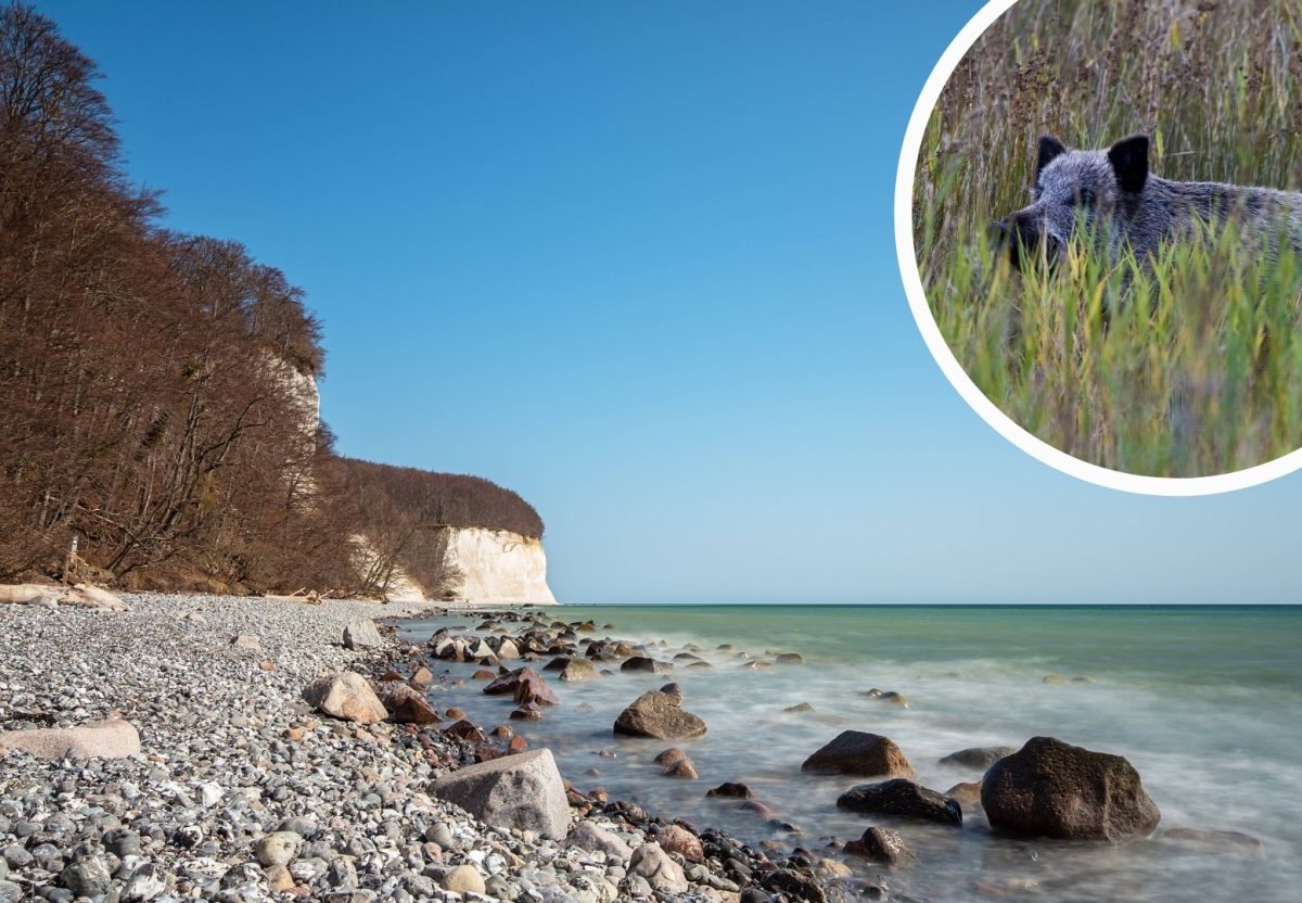 Ostsee Wildschwein.jpg