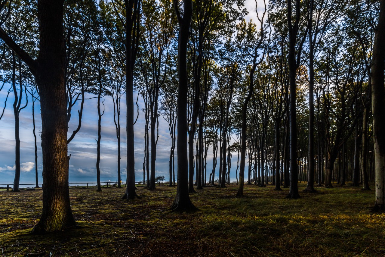 Im Rostocker Wald gab es immer wieder Ärger diesen Sommer