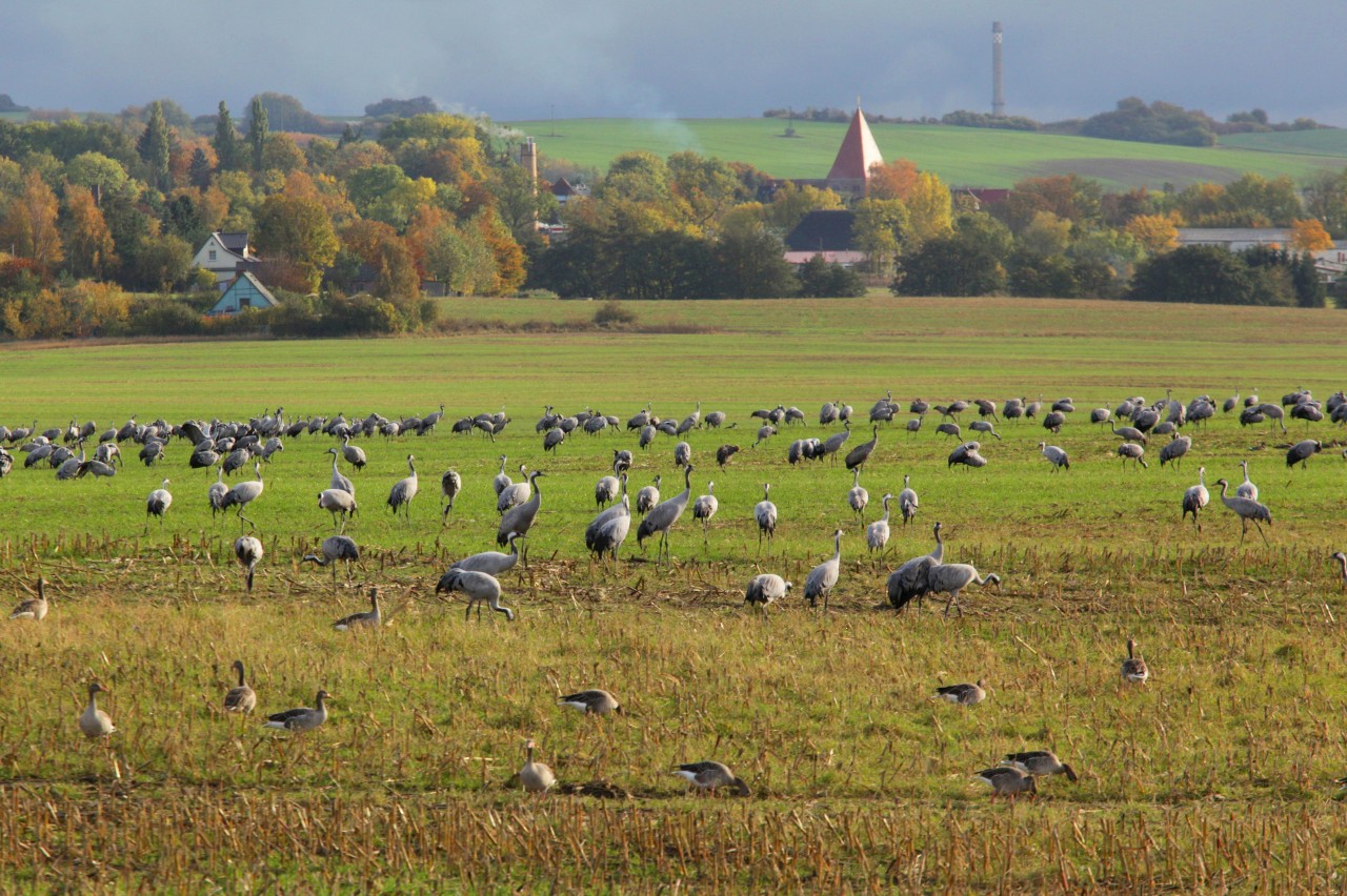 Kraniche stehen in der Nähe von Sagard auf Rügen auf einem abgeernteten Maisacker.