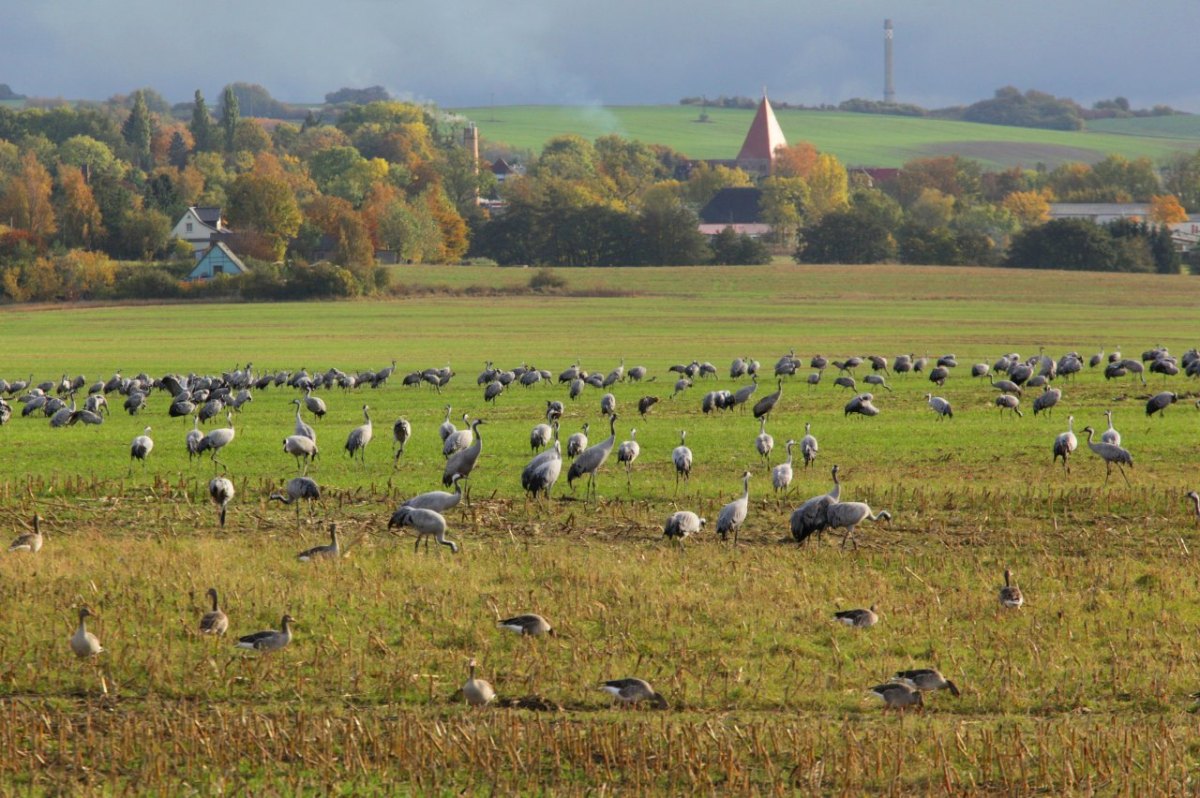 Rügen