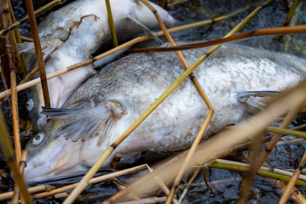 Experten und Behörden suchen nach der Ursache für das traurige Massensterben auf Rügen.