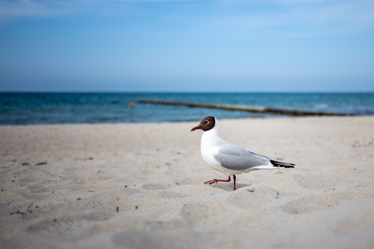 Bislang sind die Strände von Rügen noch menschenleer. Das könnte sich bald ändern (Symbolbild). 