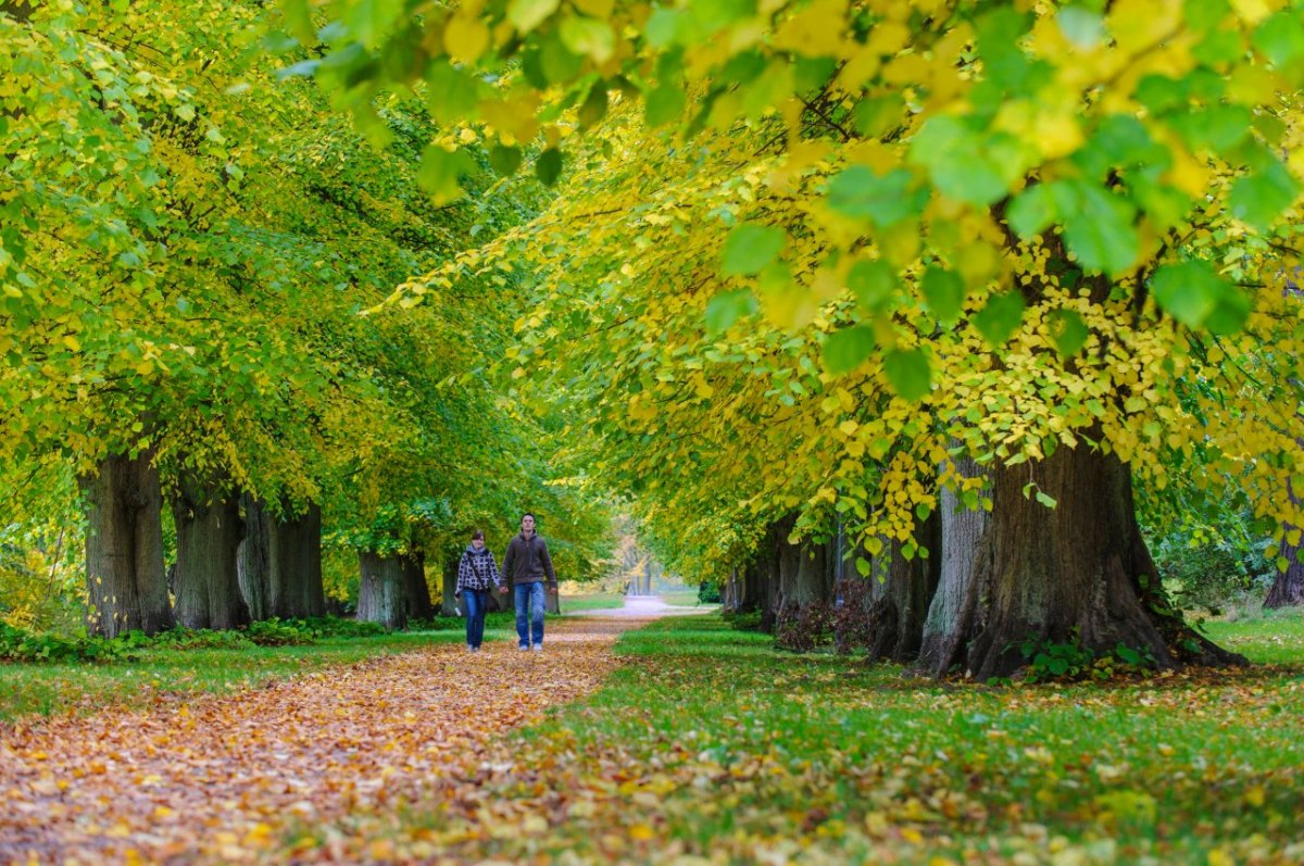 Rügen Schlosspark Putbus Buche.jpg