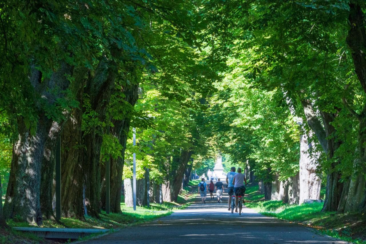 Der Schlosspark Putbus auf Rügen im vergangenen Sommer.